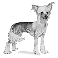 Chinese Crested Hairless