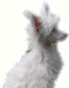 Chinese Crested Powder Puff