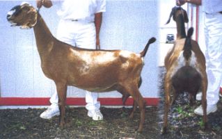 Nussah's littermate sister Saada Sharm-El Shiek